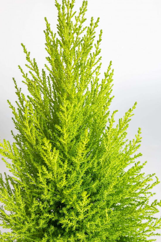 Cypřiš pokojový, Cupressus macrocarpa Goldcrest, vysoký 60 - 90 cm-22518