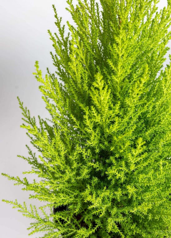 Cypřiš pokojový, Cupressus macrocarpa Goldcrest, vysoký 60 - 90 cm-22519