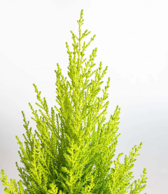 Cypřiš pokojový, Cupressus macrocarpa Goldcrest, vysoký 60 - 90 cm-22520