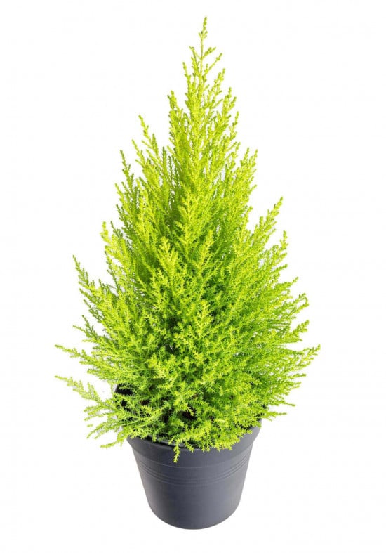 Cypřiš pokojový, Cupressus macrocarpa Goldcrest, vysoký 60 - 90 cm-22526
