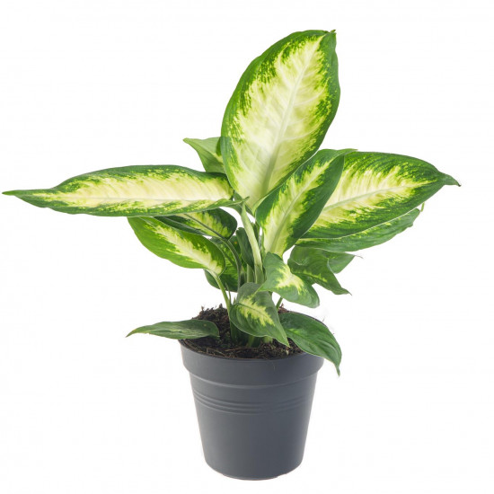 Difenbachie, Dieffenbachia Camilla, průměr květináče 10 - 12 cm