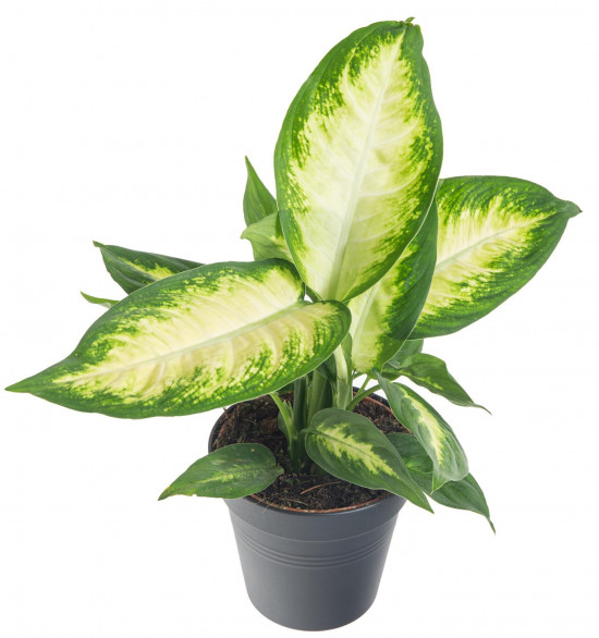 Difenbachie, Dieffenbachia Camilla, průměr květináče 10 - 12 cm-7433