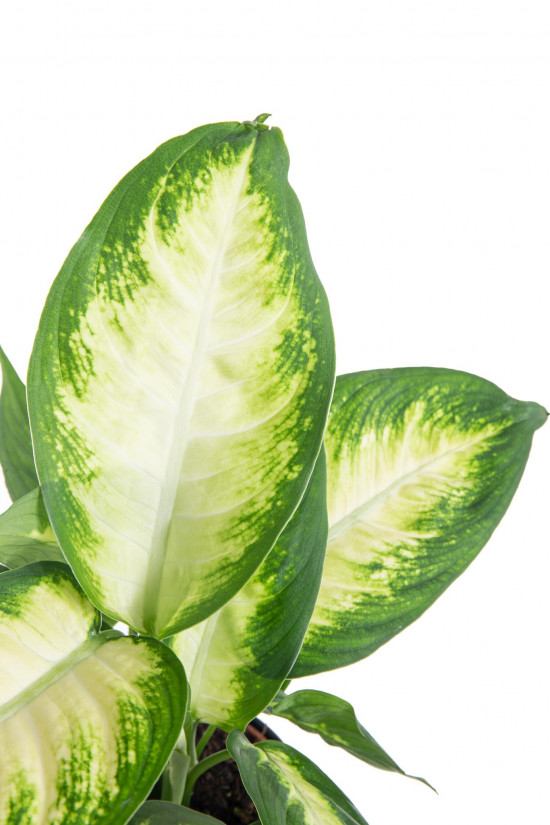 Difenbachie, Dieffenbachia Camilla, průměr květináče 10 - 12 cm-7434