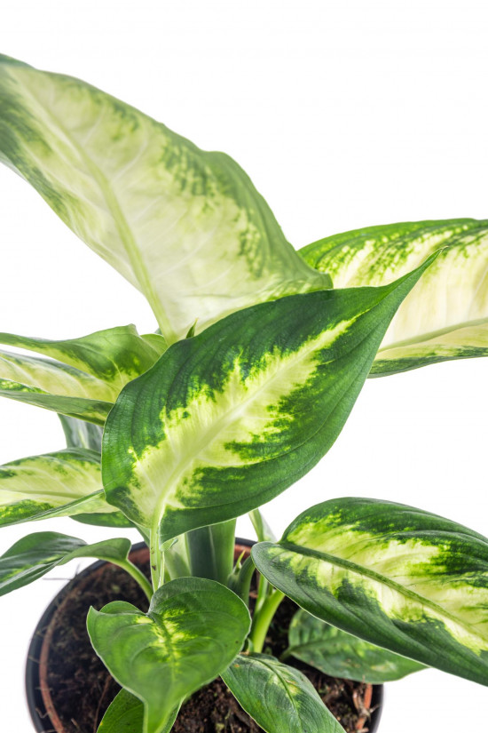 Difenbachie, Dieffenbachia Camilla, průměr květináče 10 - 12 cm-7435