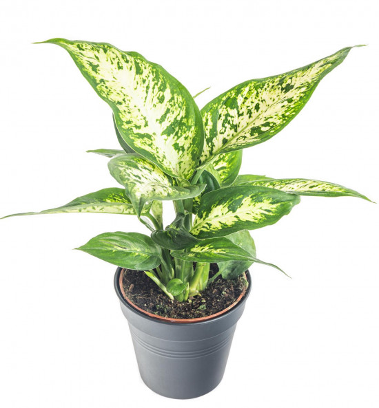 Difenbachie, Dieffenbachia Compacta, průměr květináče 10 - 12 cm-7344