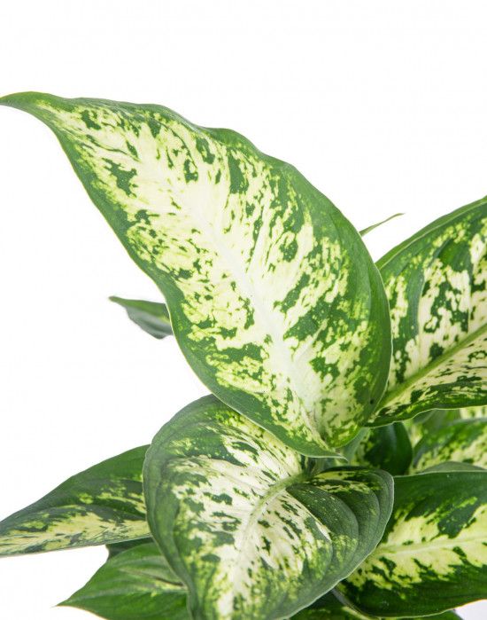 Difenbachie, Dieffenbachia Compacta, průměr květináče 10 - 12 cm-7345