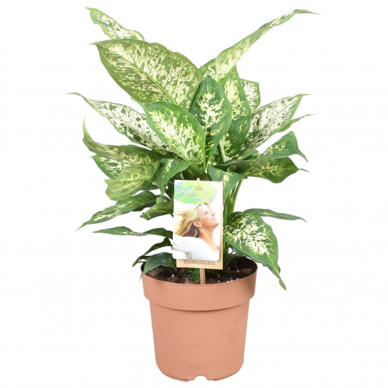 Difenbachie, Dieffenbachia Compacta, průměr květináče 17 cm