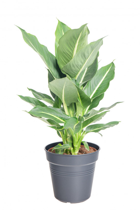 Difenbachie, Dieffenbachia Green Magic, průměr květináče 17 cm