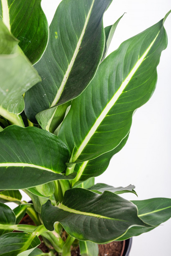 Difenbachie, Dieffenbachia Green Magic, průměr květináče 17 cm-15926