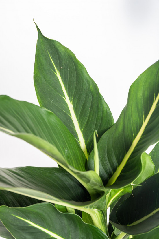 Difenbachie, Dieffenbachia Green Magic, průměr květináče 17 cm-15927