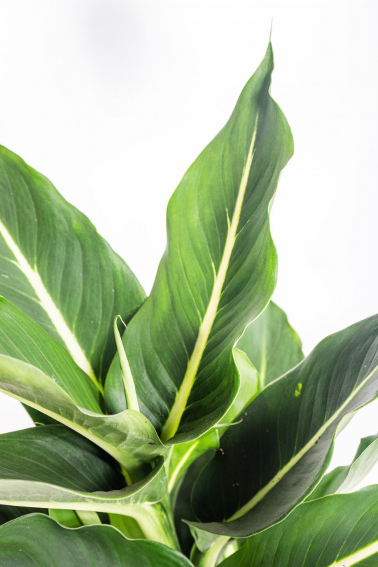 Difenbachie, Dieffenbachia Green Magic, průměr květináče 17 cm-15928