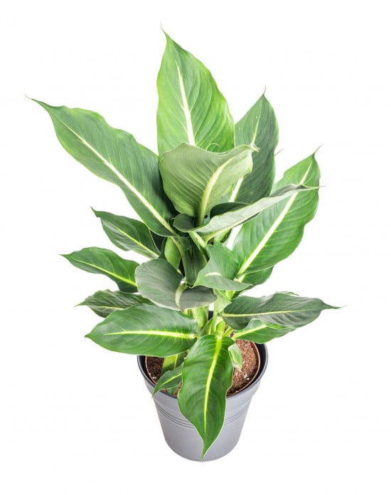 Difenbachie, Dieffenbachia Green Magic, průměr květináče 17 cm-15929
