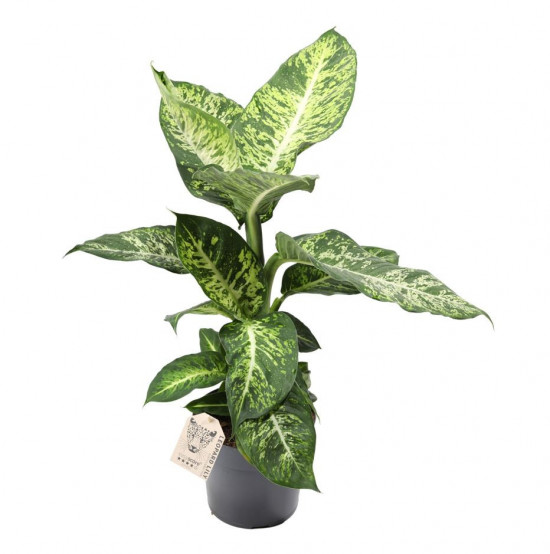 Difenbachie, Dieffenbachia Mars, průměr květináče 17 cm