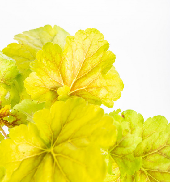 Dlužicha, Heuchera Delta Dawn, žlutá, velikost kontejneru 2 l-14504