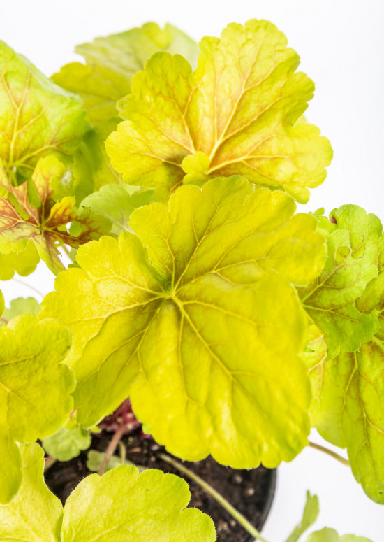 Dlužicha, Heuchera Delta Dawn, žlutá, velikost kontejneru 2 l-14505
