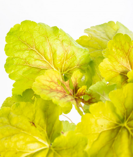 Dlužicha, Heuchera Delta Dawn, žlutá, velikost kontejneru 2 l-14506