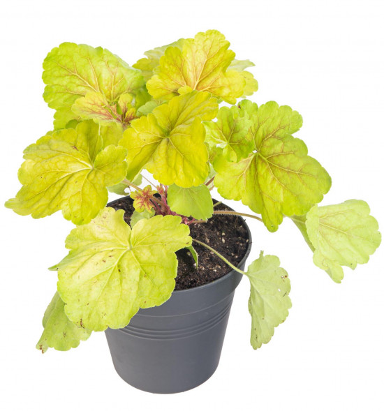 Dlužicha, Heuchera Delta Dawn, žlutá, velikost kontejneru 2 l-14507