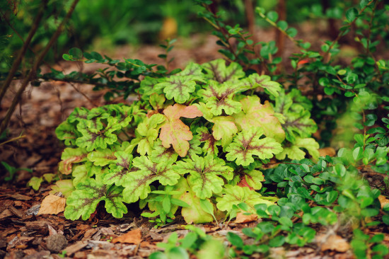 Dlužicha, Heuchera Delta Dawn, žlutá, velikost kontejneru 2 l-14747