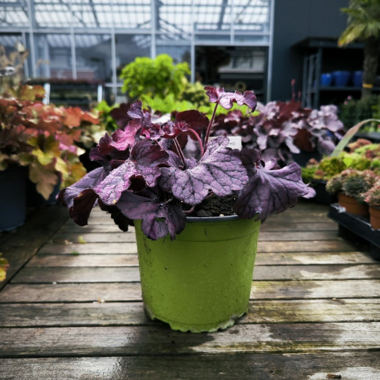 Dlužicha, Heuchera Forever Purple, fialová, velikost kontejneru 2 l-28924