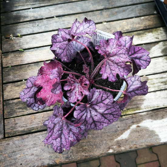 Dlužicha, Heuchera Forever Purple, fialová, velikost kontejneru 2 l-28925