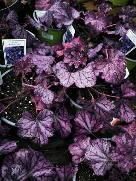 Dlužicha, Heuchera Forever Purple, fialová, velikost kontejneru 2 l-28926