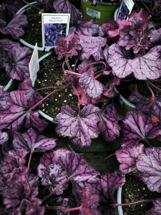 Dlužicha, Heuchera Forever Purple, fialová, velikost kontejneru 2 l-28927