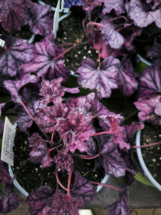 Dlužicha, Heuchera Forever Purple, fialová, velikost kontejneru 2 l-28928