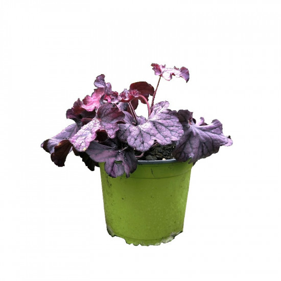 Dlužicha, Heuchera Forever Purple, fialová, velikost kontejneru 2 l