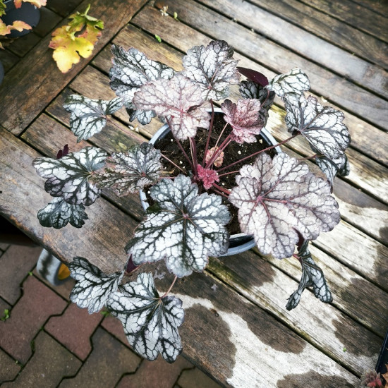 Dlužicha, Heuchera Glitter, stříbrno - fialová, velikost kontejneru 2 l-28929