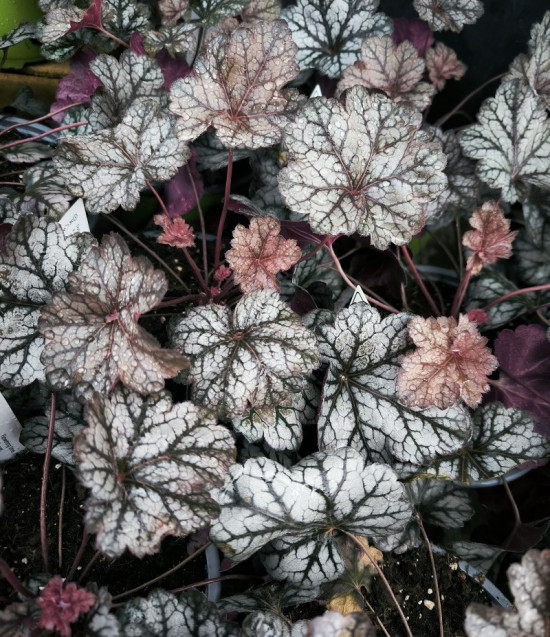 Dlužicha, Heuchera Glitter, stříbrno - fialová, velikost kontejneru 2 l-28930