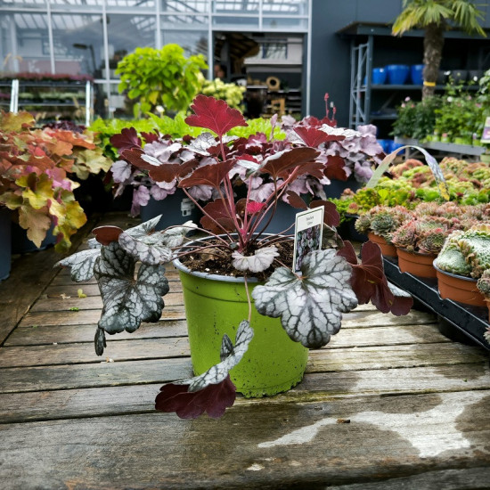 Dlužicha, Heuchera Glitter, stříbrno - fialová, velikost kontejneru 2 l-28931