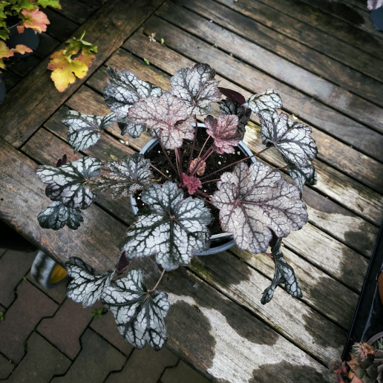 Dlužicha, Heuchera Glitter, stříbrno - fialová, velikost kontejneru 2 l-28932