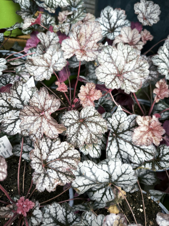 Dlužicha, Heuchera Glitter, stříbrno - fialová, velikost kontejneru 2 l-28933