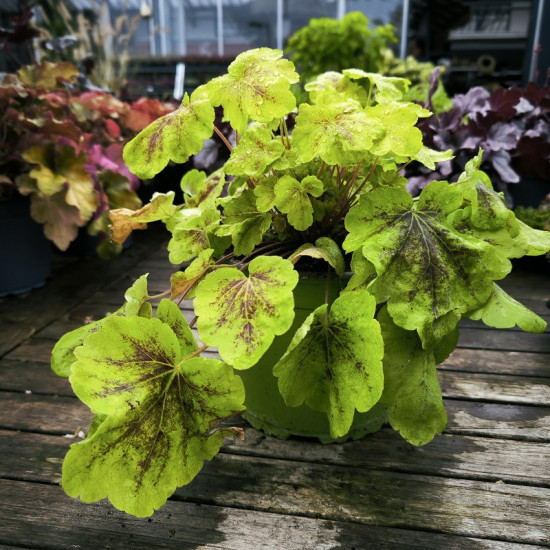Dlužicha, Heuchera Solar Eclipse, zeleno - vínová, velikost kontejneru 2 l-28934
