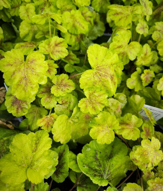 Dlužicha, Heuchera Solar Eclipse, zeleno - vínová, velikost kontejneru 2 l-28935