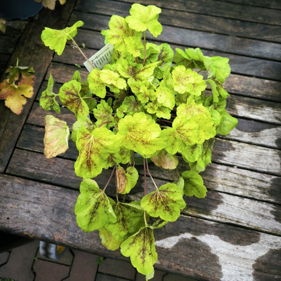Dlužicha, Heuchera Solar Eclipse, zeleno - vínová, velikost kontejneru 2 l-28937