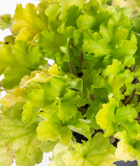 Dlužicha, Heuchera, zelená, velikost kontejneru 1.5 l-14557