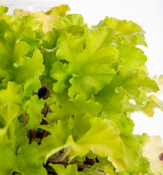 Dlužicha, Heuchera, zelená, velikost kontejneru 1.5 l-14558