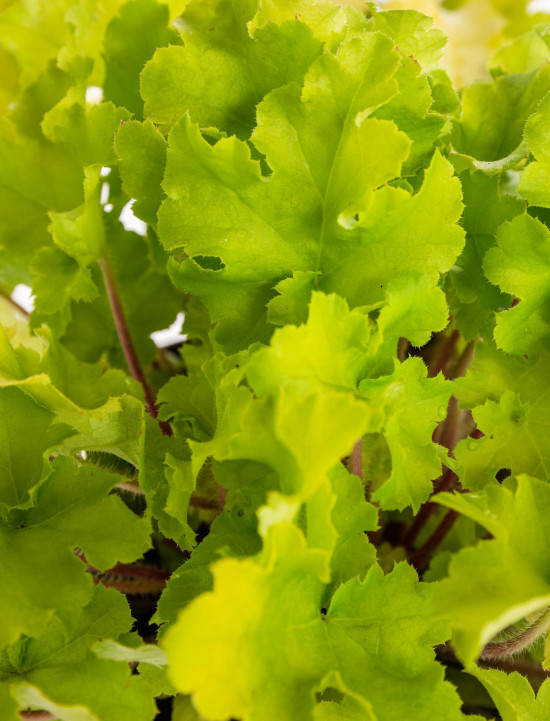 Dlužicha, Heuchera, zelená, velikost kontejneru 1.5 l-14559