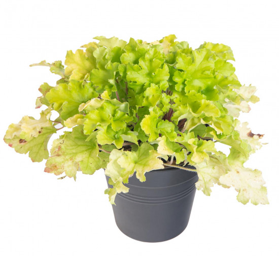 Dlužicha, Heuchera, zelená, velikost kontejneru 1.5 l-14560