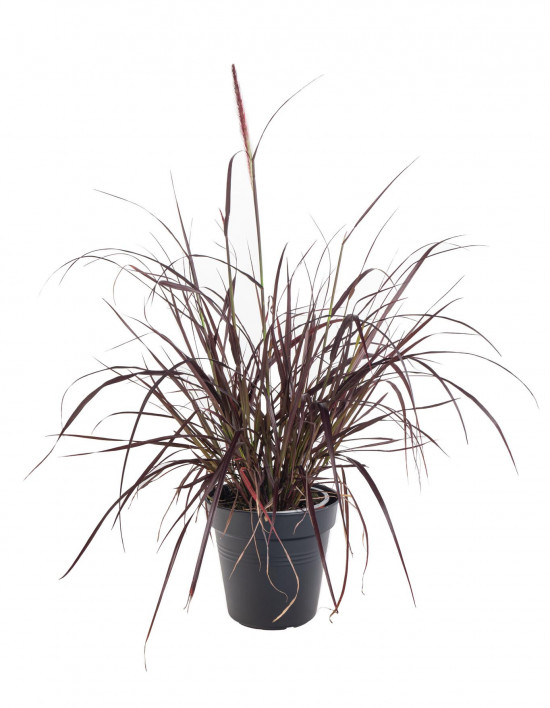 Dochan setý, Pennisetum setaceum Rubrum, velikost kontejneru 2 l