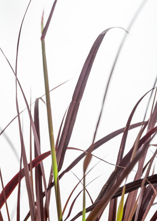 Dochan setý, Pennisetum setaceum Rubrum, velikost kontejneru 2 l-12178