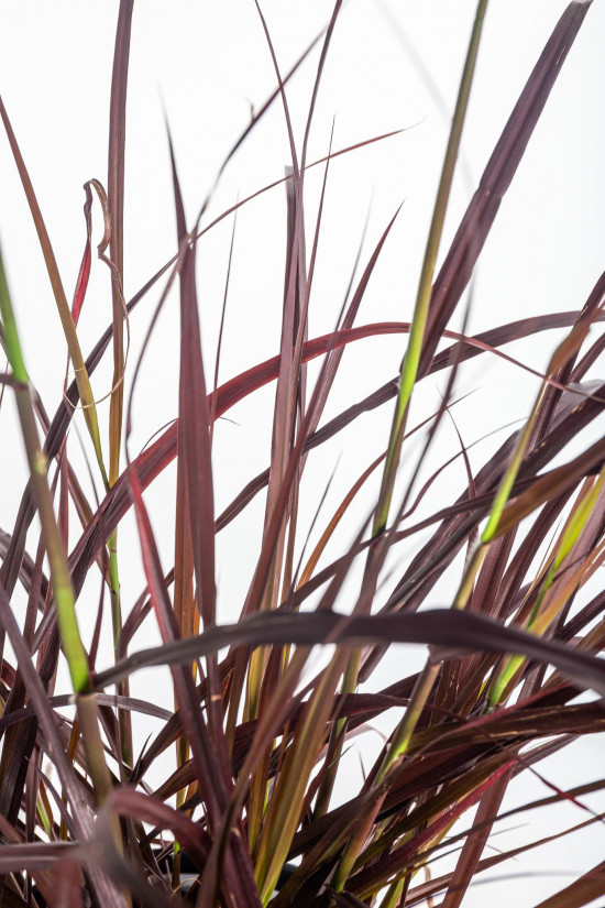 Dochan setý, Pennisetum setaceum Rubrum, velikost kontejneru 2 l-12179