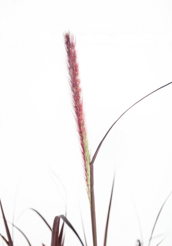 Dochan setý, Pennisetum setaceum Rubrum, velikost kontejneru 2 l-12180