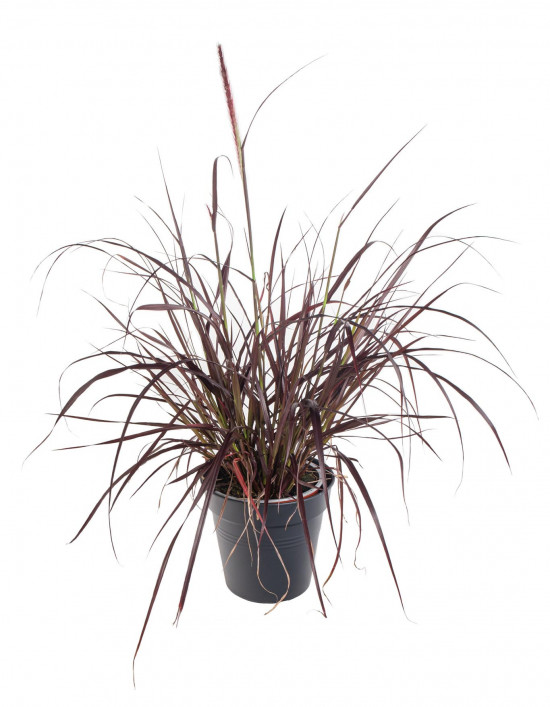 Dochan setý, Pennisetum setaceum Rubrum, velikost kontejneru 2 l-12181