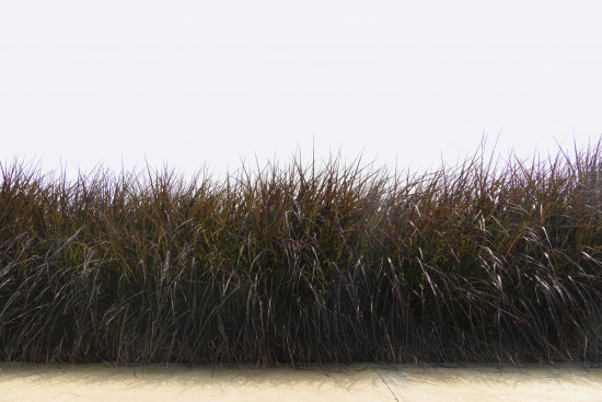 Dochan setý, Pennisetum setaceum Rubrum, velikost kontejneru 2 l-12182