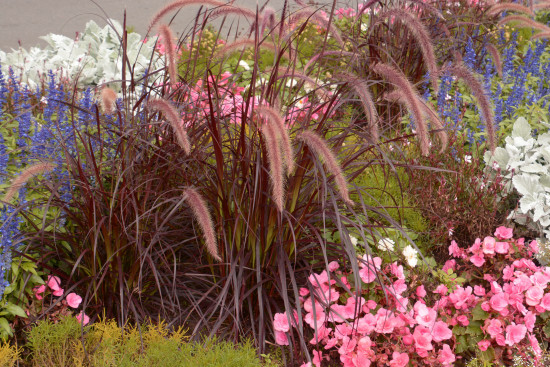 Dochan setý, Pennisetum setaceum Rubrum, velikost kontejneru 2 l-12183