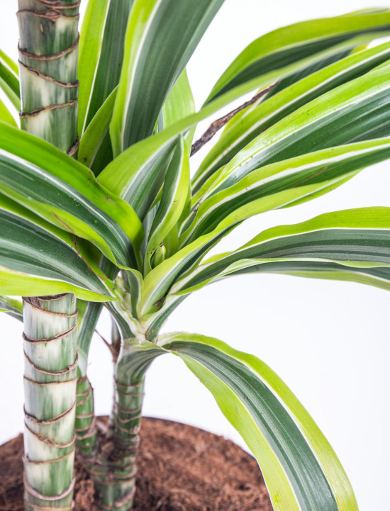Dračinec citrusový, Dracaena Lemon Lime, 2 výhony, průměr květináče 17 cm-12405