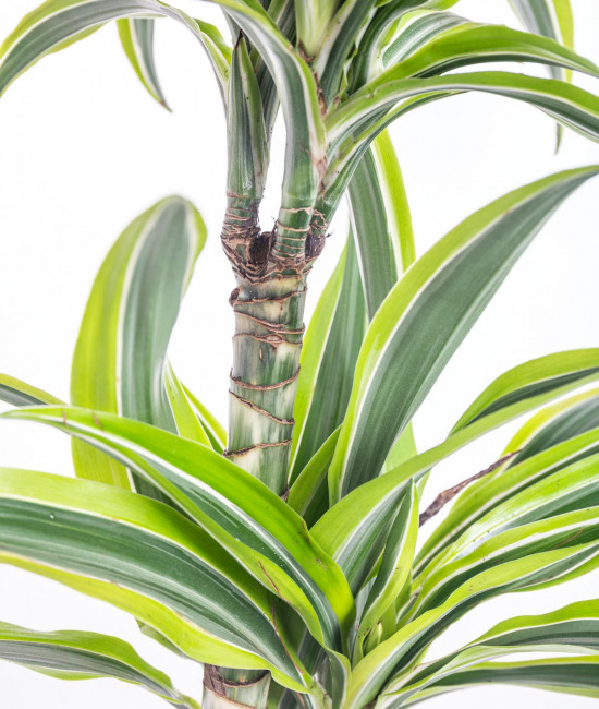 Dračinec citrusový, Dracaena Lemon Lime, 2 výhony, průměr květináče 17 cm-12406