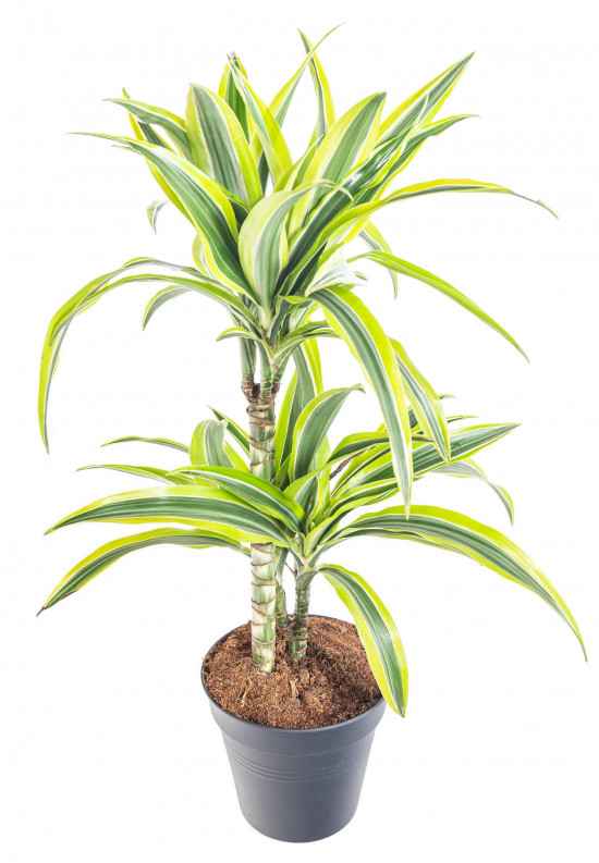 Dračinec citrusový, Dracaena Lemon Lime, 2 výhony, průměr květináče 17 cm-12407